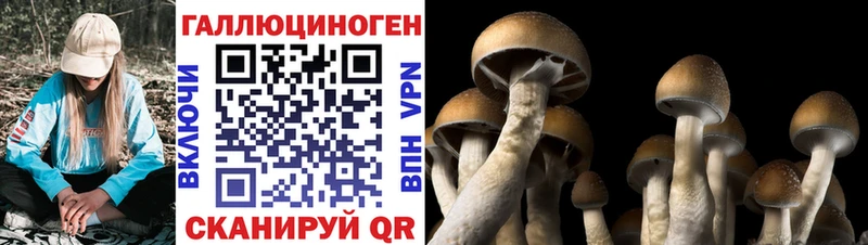 Псилоцибиновые грибы Cubensis  Джанкой 